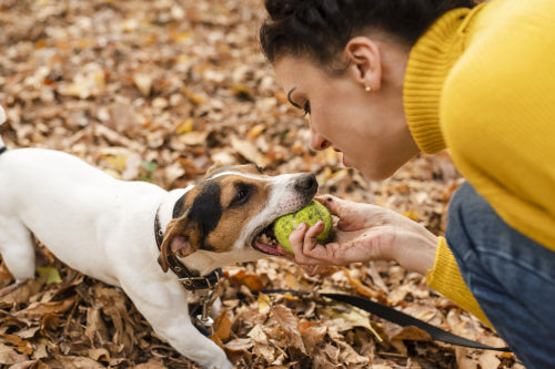 Why Healthy Dog Treats Matter for Long-Term Wellness
