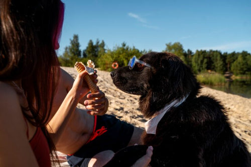 What Makes Natural Dog Chews Good for Travel Days