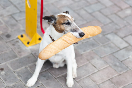 How to Choose Between Bully Sticks and Yak Cheese Chews