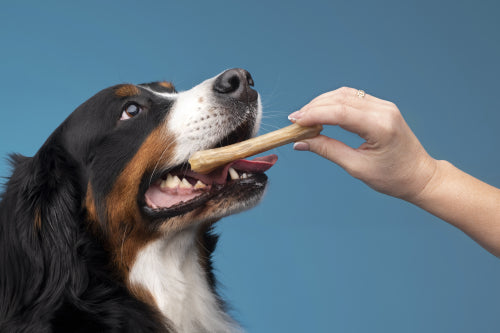 How to Choose Dog Treats Based on Size and Chewing Style