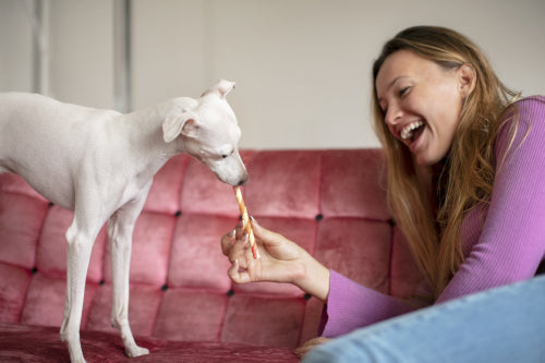 Bully Sticks vs Collagen Sticks What to Know
