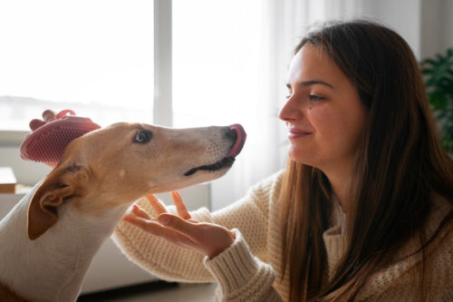 What Makes Single-Ingredient Dog Treats Worth Considering