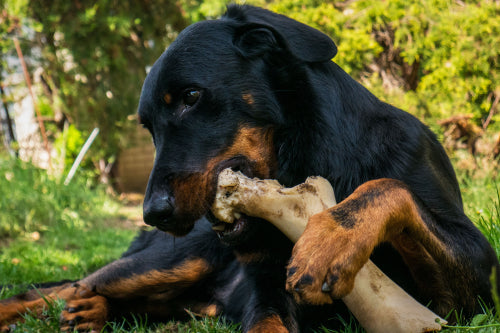 What Makes Yak Cheese Chews Suitable for Strong Chewers