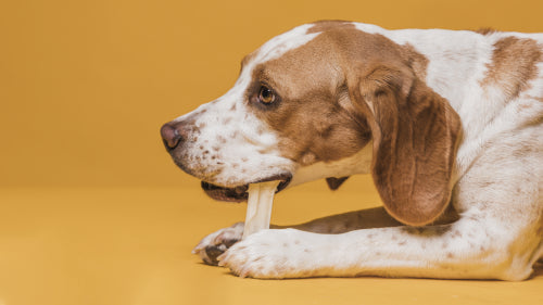 How to Compare Chew Texture, Size, and Durability