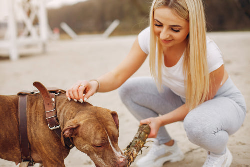 What to Know Before Choosing Cow Ear Dog Treats