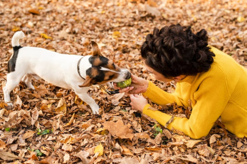 What Makes Natural Dog Treats Suitable for Sensitive Dogs