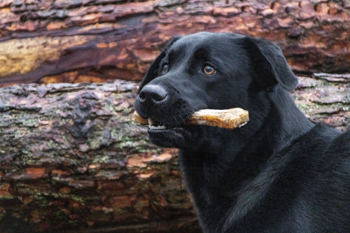 How to Compare Filled Bones and Single-Ingredient Chews
