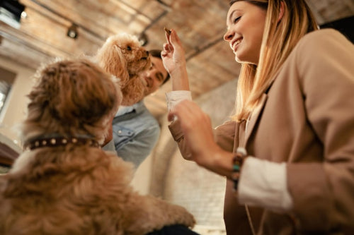 What to Consider When Choosing Treats for Multiple Dogs