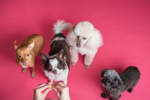 What to Review Before Choosing Subscription Dog Treats