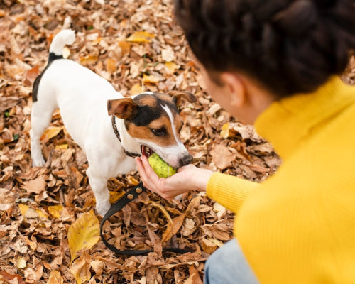 What to Expect From Natural Dog Treats and Chews