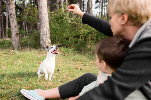 What to Know Before Selecting Bully Sticks for Dogs