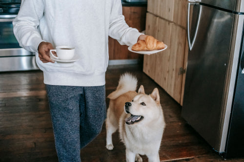 What Makes Human-Grade Pet Food Different