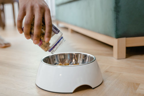 What to Know About Functional Ingredients for Pets