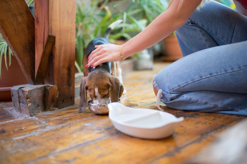 How Nutrition Affects Your Pet's Energy Levels