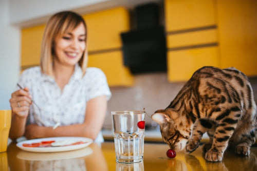 Why Digestive Health Matters for Dogs and Cats