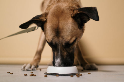 What Makes Fresh Feeding More Than a Trend
