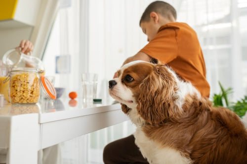 How Pet Nutrition Changes Throughout Different Life Stages