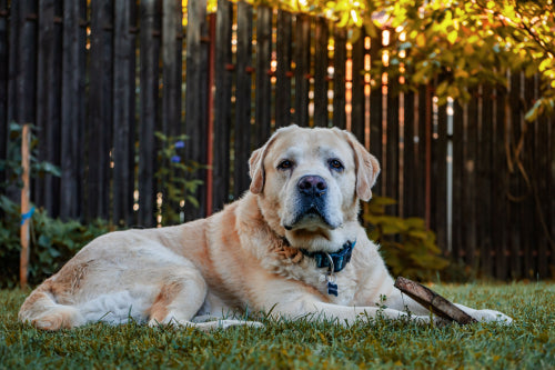 How Fresh Diets Can Support Senior Pet Wellness