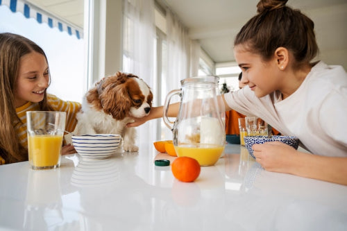 Why Hydration and Nutrition Work Together for Pets