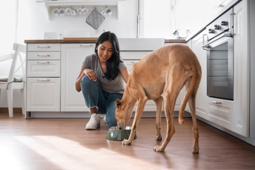 How to Build Healthy Feeding Habits for Dogs
