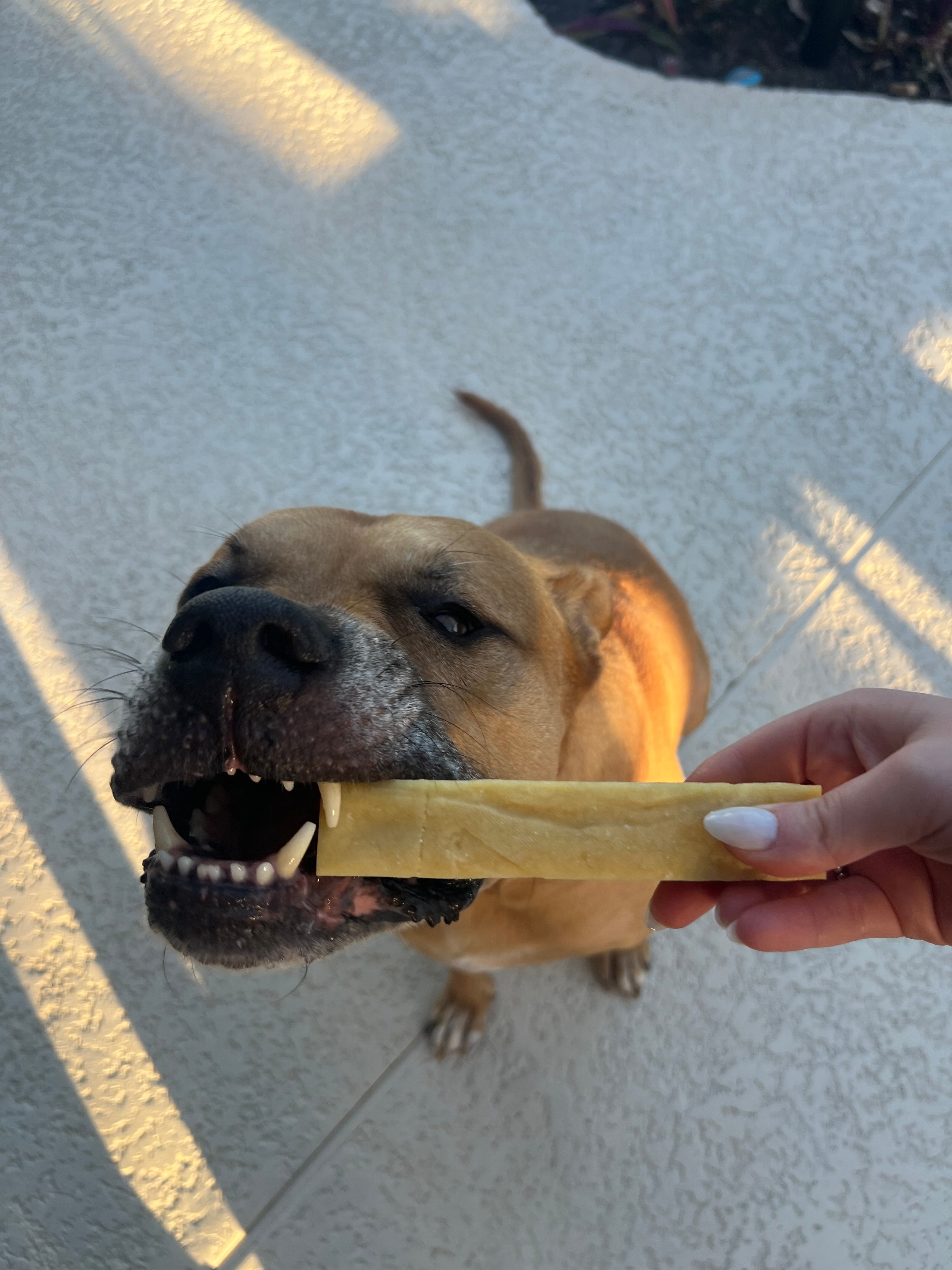 Real customer dog with Fetcheroni yak chew