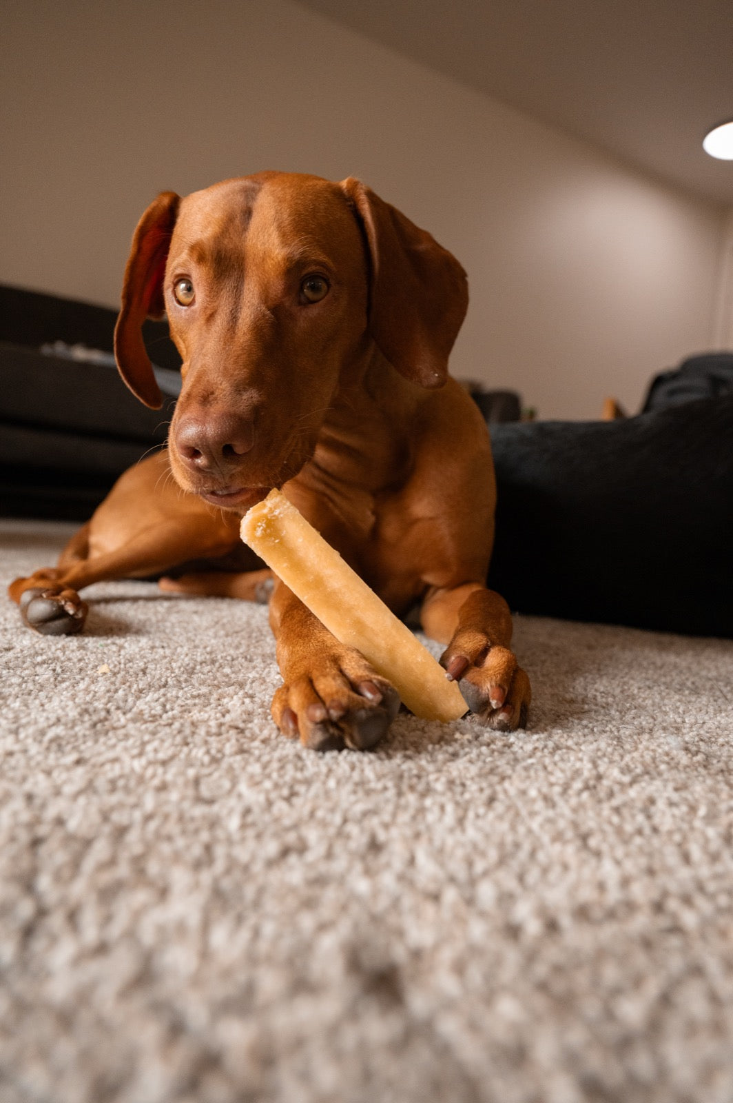 Real customer dog with Fetcheroni yak chew
