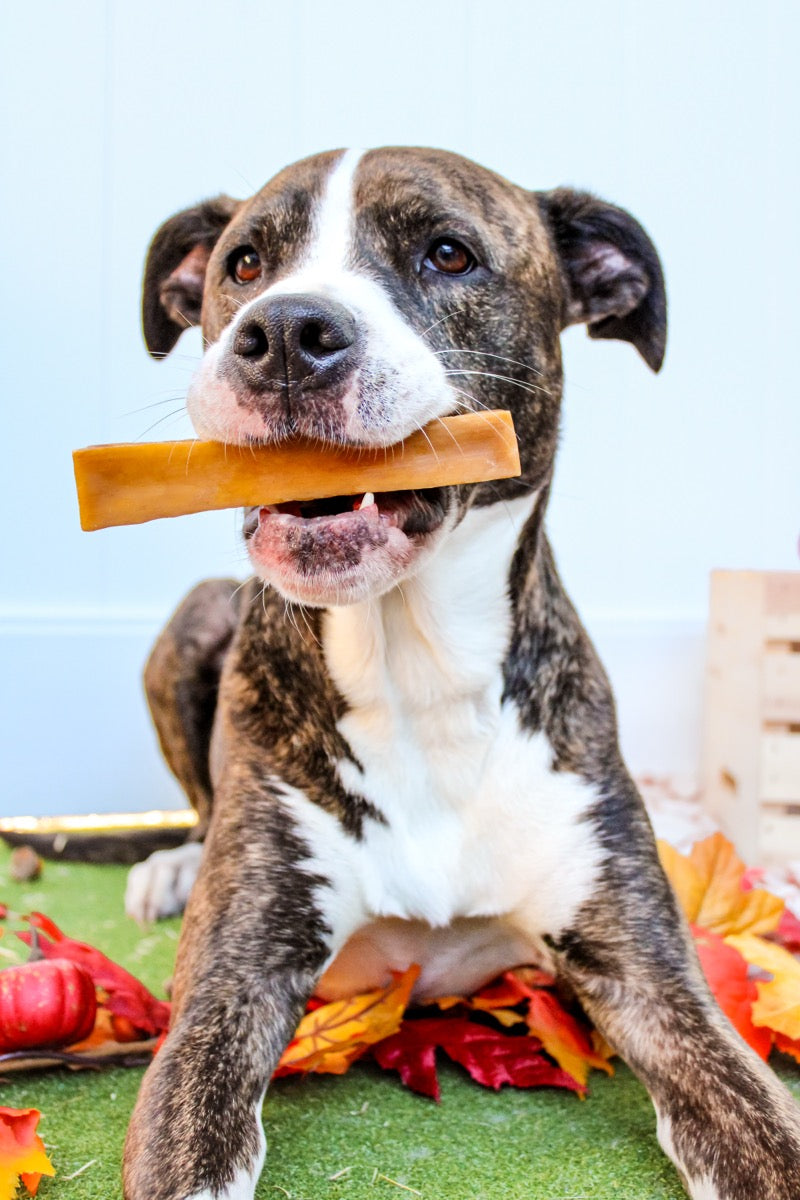 Real customer dog with Fetcheroni yak chew